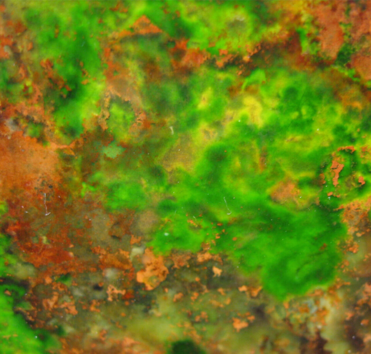 Bacteriopolis Main